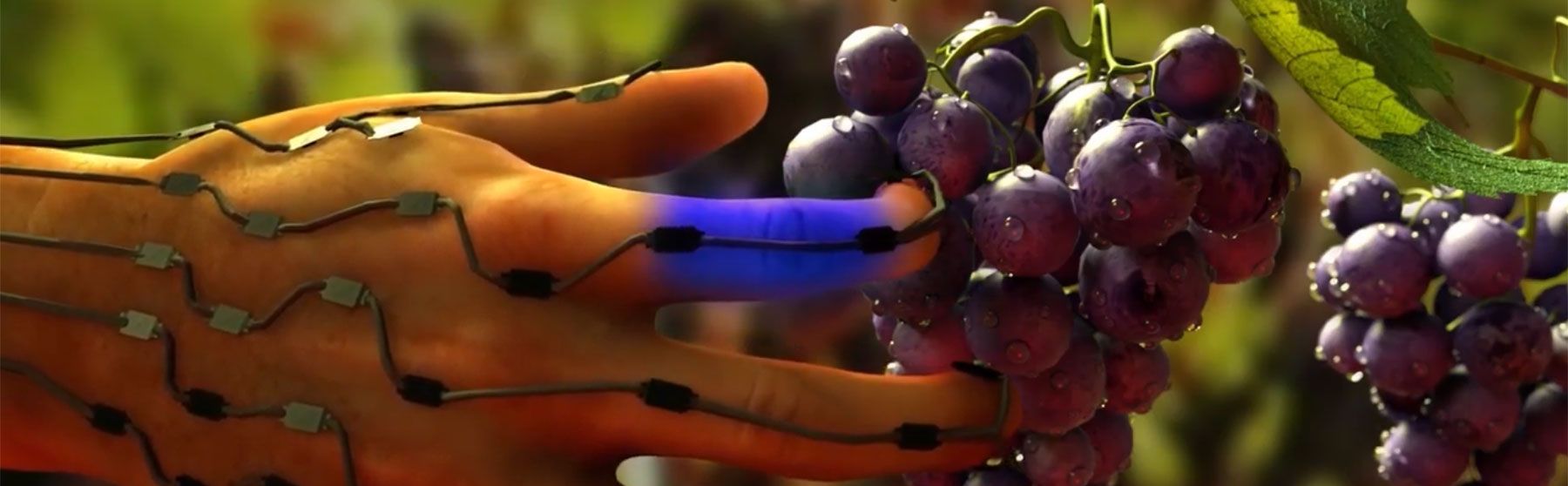 illustration of hand picking grapes
