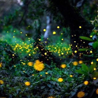 Çamsarı – Rhythms of Nature