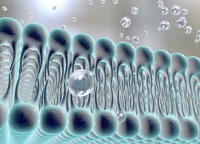 Artist depiction of a cell membrane