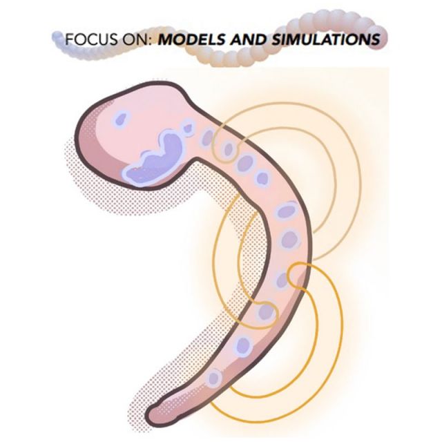 illustration of ciona chordate