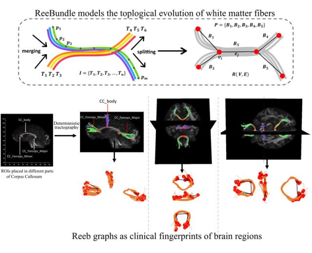 graphic of shailja's reeb research