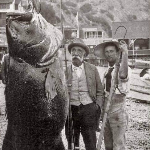 Black sea bass weighing 384 lb caught with a rod and reel off Catalina Island, 1900.