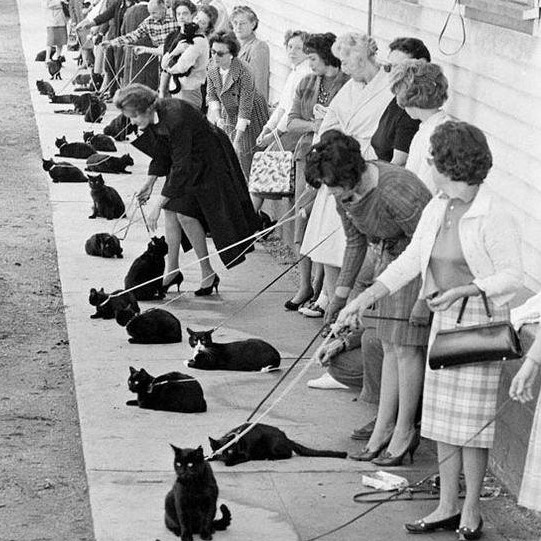 Black cat auditions, Hollywood, 1961