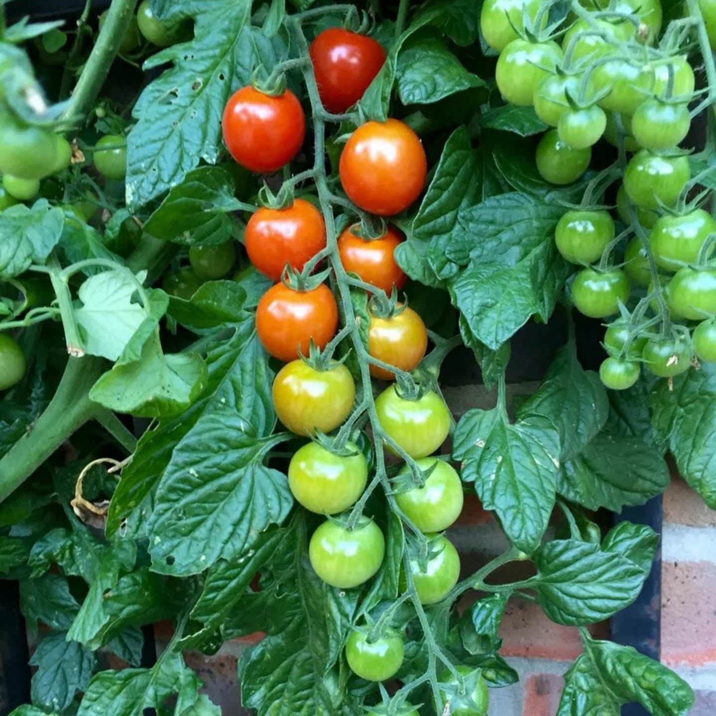 Visually pleasing photo: Tomatoes on the vine
