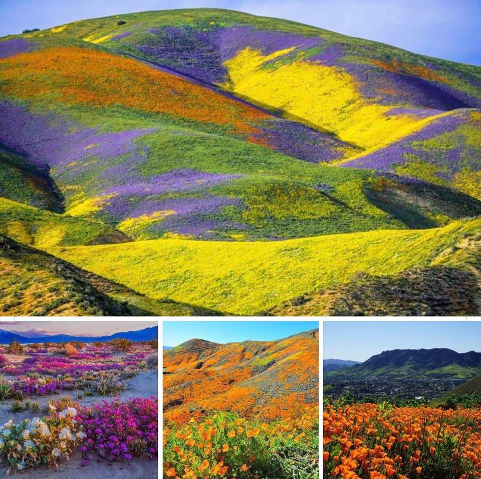 This spring, California emerged from its very long drought: And it's a sight to behold!