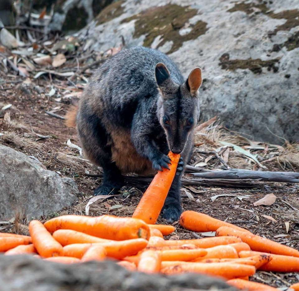 Australia is air-dropping vegetables in bushfire areas to feed the stranded animals