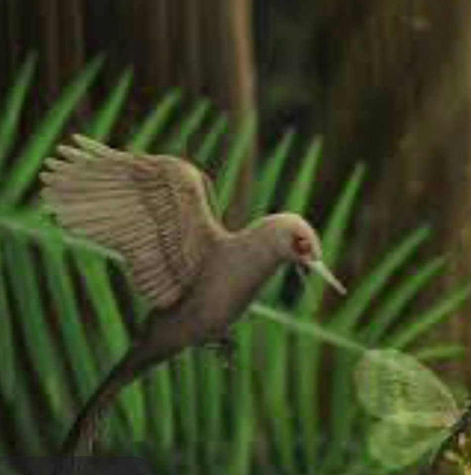 New species of tiny 'bird dinosaur' discovered