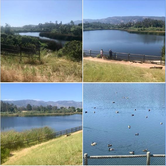 My walk at Goleta's Lake Los Carneros Park on a gorgeous afternoon: Batch 1 of photos