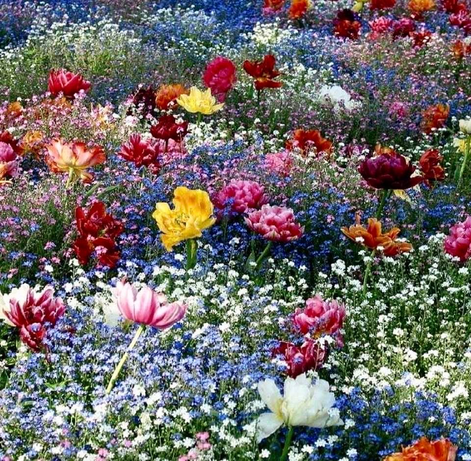 Colorful field of flowers