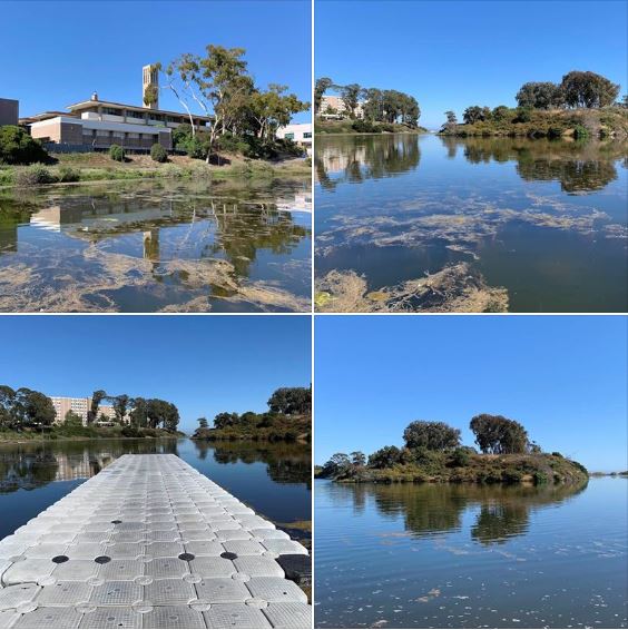 Walking around the UCSB lagoon on a gorgeous late-spring afternoon: Batch 1 of photos