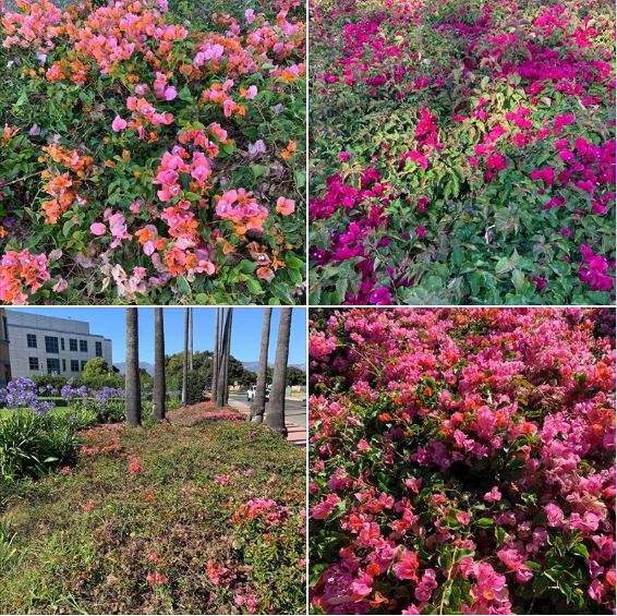 Flowers on the UCSB Campus, photographed on Friday afternoon: Batch 1