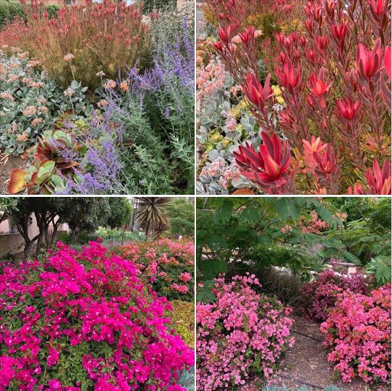Photos of drought-tolerant landscaping around my housing complex