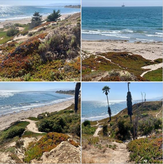 Batch 1 of photos taken during this afternoon's long walk atop Goleta's Elwood Bluffs
