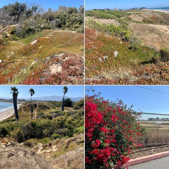 Batch 3 of photos taken during this afternoon's long walk atop Goleta's Elwood Bluffs