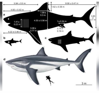Prehistoric sharks living millions of years ago had a length of ~15 m, according to U. Bristol researchers