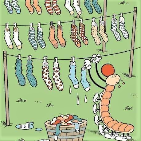 Cartoon: Centipede's laundry day
