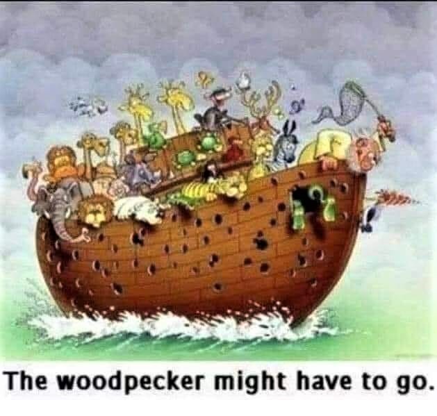 Cartoon: Noah has had it with the woodpecker!