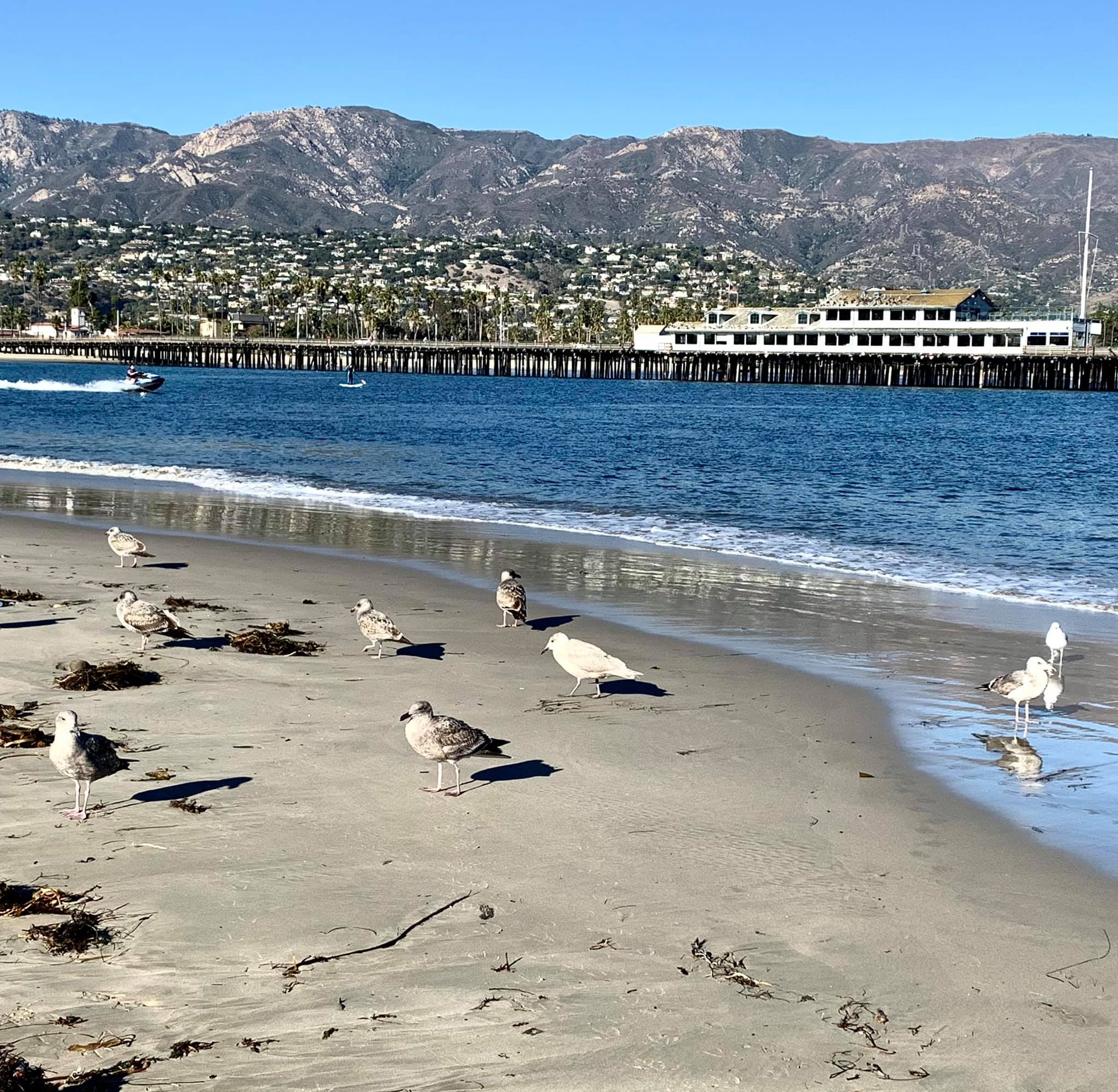 Birds on a fairly isolated beach near Santa Barbara Harbor's entrance channel