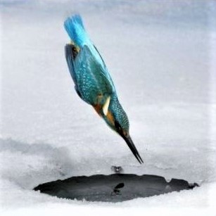 A kingfisher diving into a hole in the ice at 100 km/hr