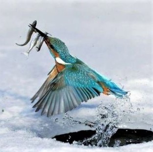 The kingfisher emerging from the hole in the ice with its catch