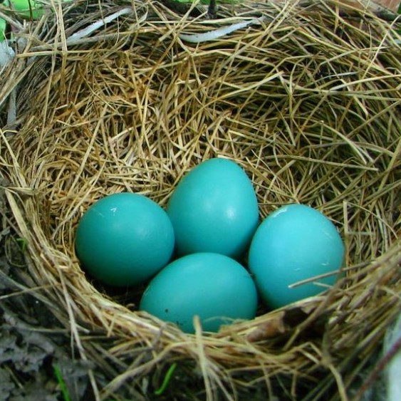 The blue-green color of robin eggs provides just the right amount of light absorption for optimal temperature