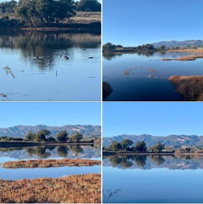 Goleta's Devereux Slough looked wonderful on Tuesday 12/29, following Monday's heavy rainfall