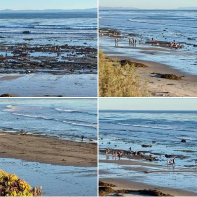 Tuesday afternoon's super-low tide brought many explorers and treasure-hunters to UCSB's West Campus Beach