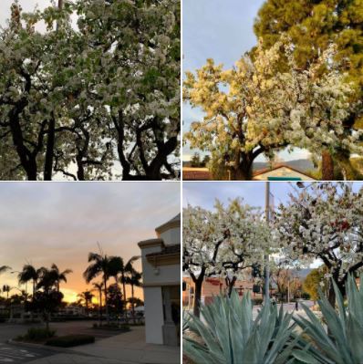 Spring is already in the air: Wednesday, February 3, afternoon in Goleta's Camino Real Commercial Center
