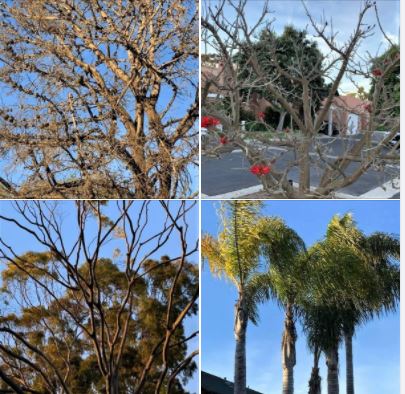 Trees I photographed during my long afternoon walk in Isla Vista and UCSB West Campus: Batch 3