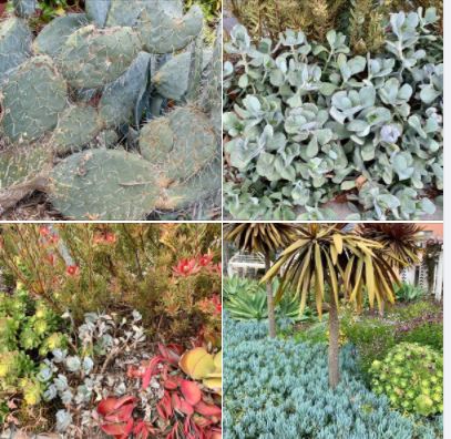 Landscaping diversity in and around UCSB's West Campus: Batch 1 of photos