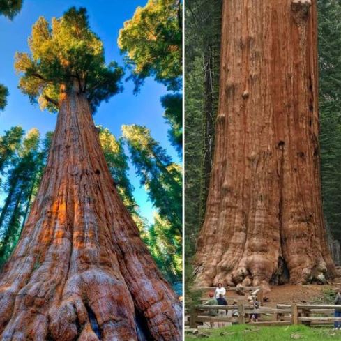 The world's largest tree in terms of volume: General Sherman Tree, located in Giant Forest of California's Sequoia National Park