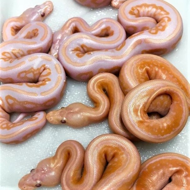 Glazed donuts, anyone? Oops, these aren't donuts!