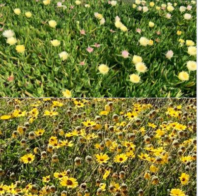 Photos I took during my afternoon walk atop the bluffs at UCSB's West Campus Beach: Wildflowers