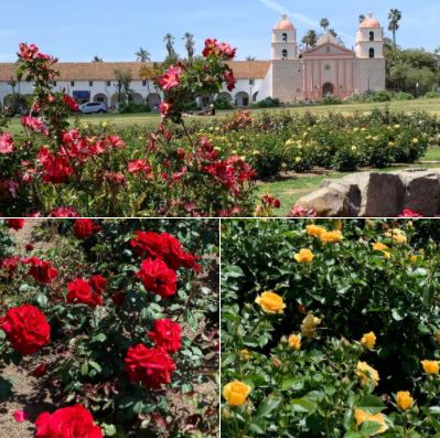 The Rose Garden at Santa Barbara Mission: Batch 1 of photos