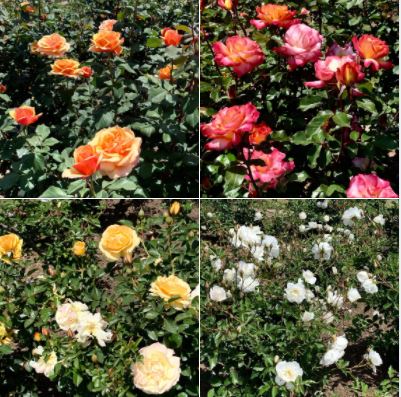 The Rose Garden at Santa Barbara Mission: Batch 2 of photos