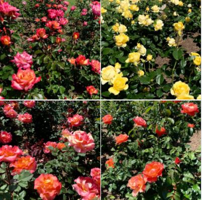 The Rose Garden at Santa Barbara Mission: Batch 3 of photos