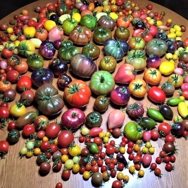 Diverse, colorful tomatoes!