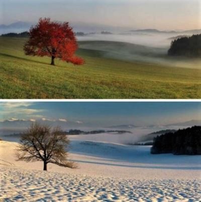 Seasons of a tree: The same tree photographed in fall and winter