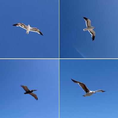 Photographing seabirds as they flew overhead during my afternoon stroll on Wednesday, May 26