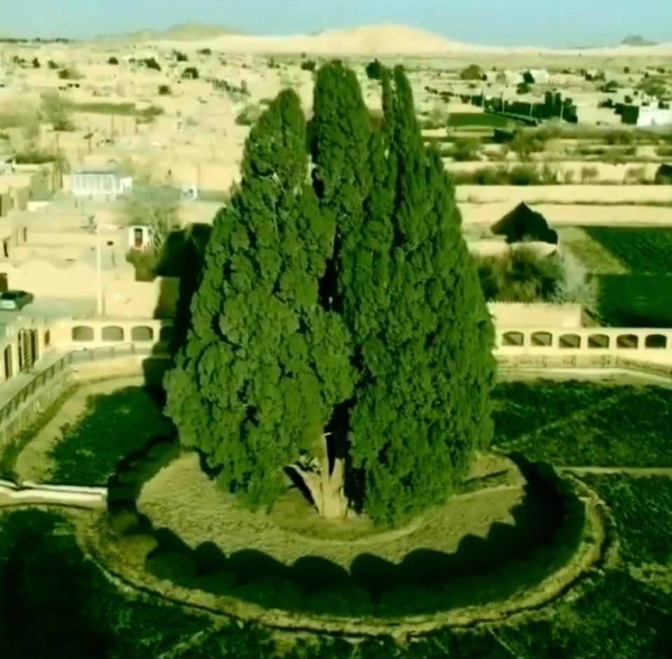 Abarkuh Cypress, the oldest tree in Iran, located in Yazd, is thought to be 4500 years old