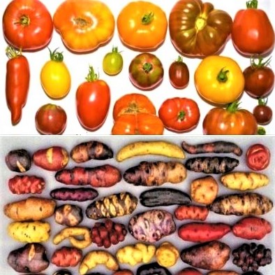 Colors of nature: Tomato varieties from around the world and potato varieties that grow in Peru