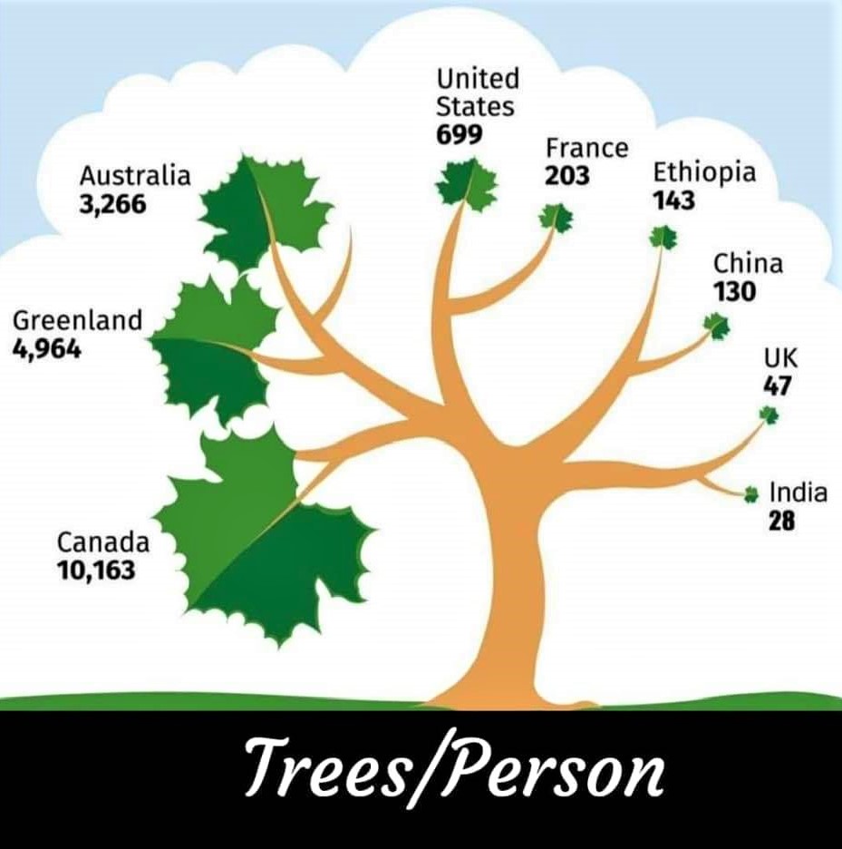 The world has an average of 422 trees per person