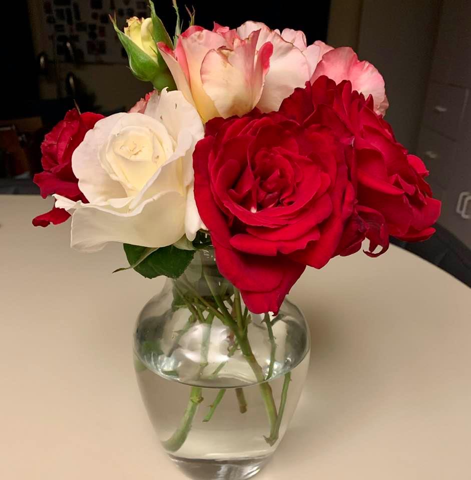Roses from my four rose bushes: The pink ones are fragrant