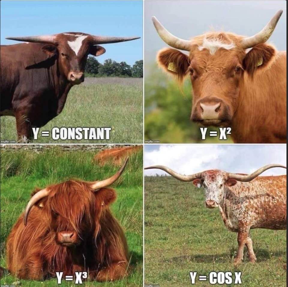 Mathematical functions in the animal kingdom!