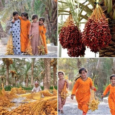Harvesting dates in southern Iran (4 photos)