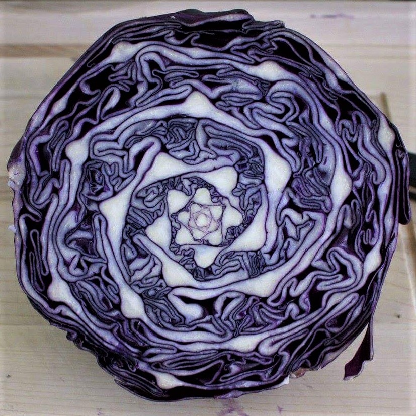 Wonders of nature: Spiral and fractal patterns inside a purple cabbage