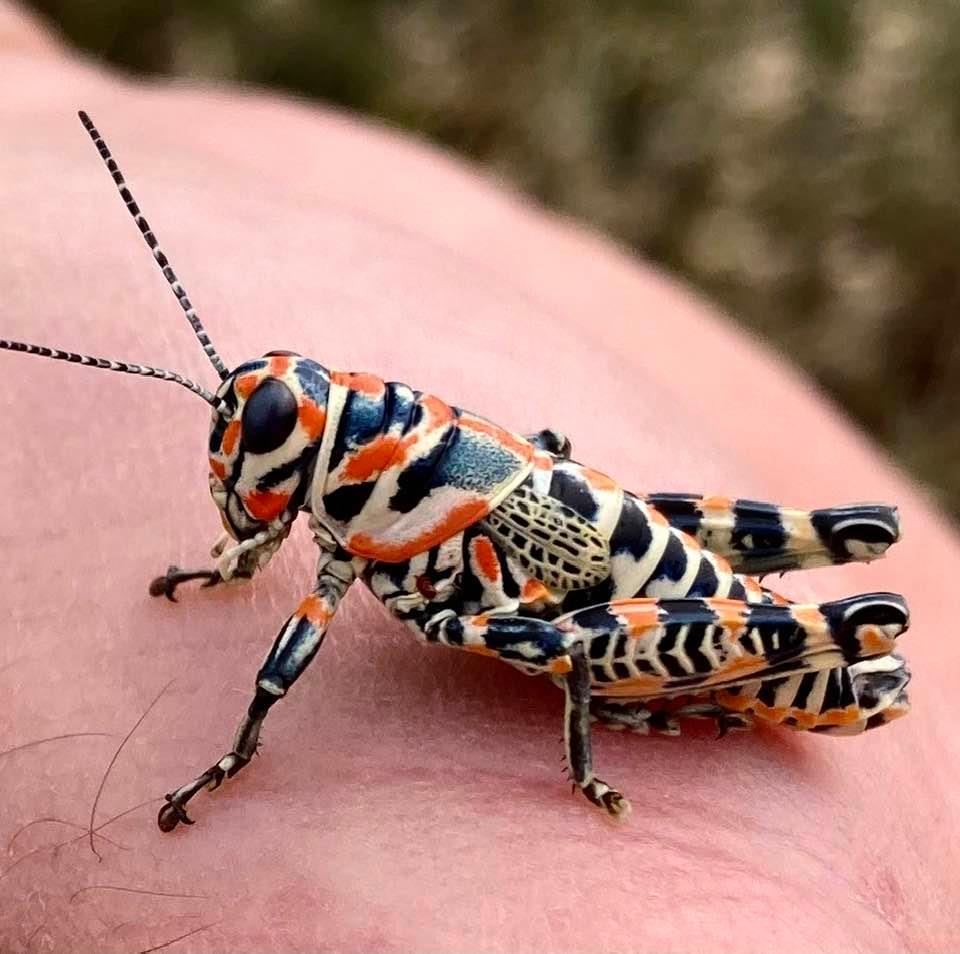 Wonders of nature: Painted grasshopper