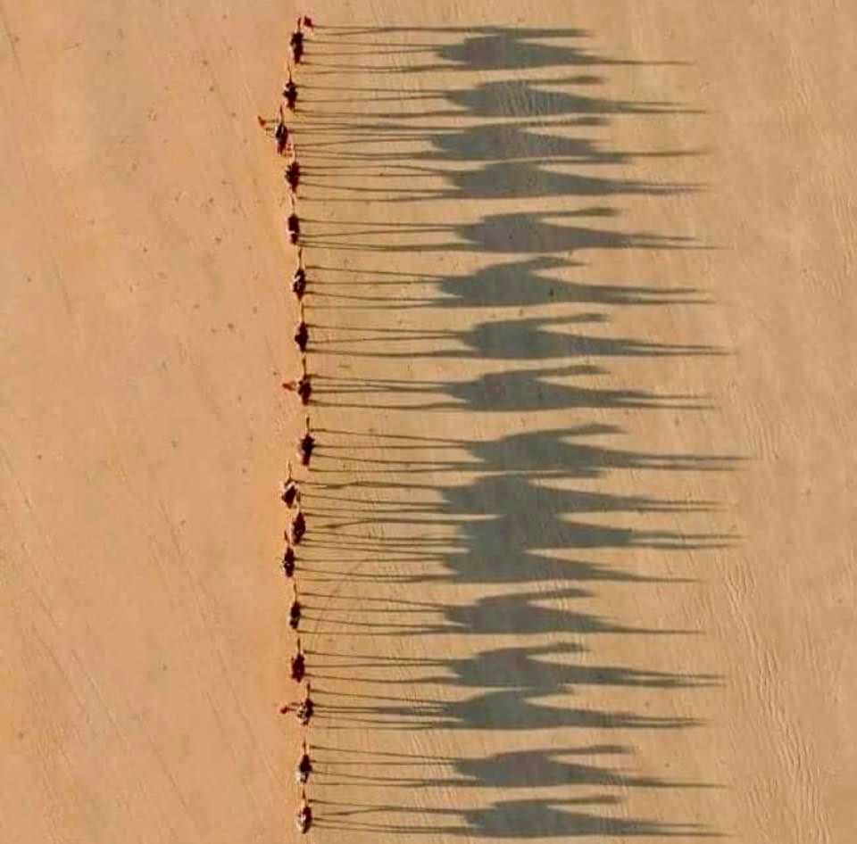 Aerial view of a column of camels in the desert, as the sun is about to set
