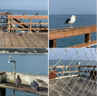 Walking on Goleta Beach and Goleta Pier: The birds