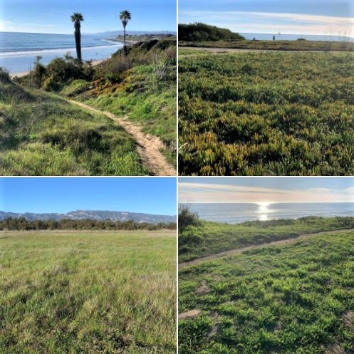 UCSB North Campus Open Space and the beautiful Ellwood Bluffs: Batch 2 of photos